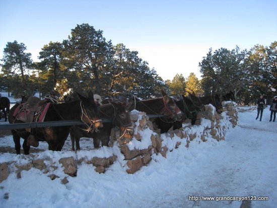 grand canyon mules